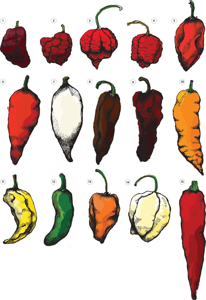 Chili Peppers