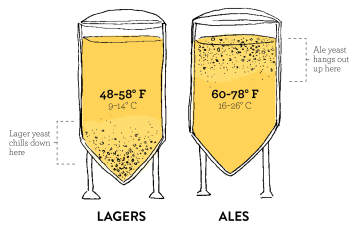 Lager and ale fermentation temperatures.