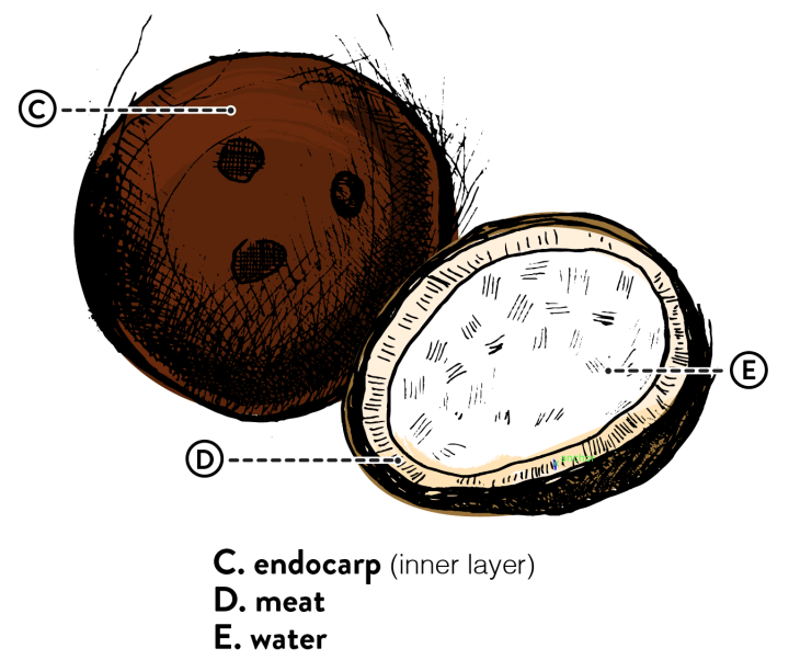 Coconut cross-section